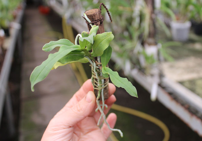 Gastrochilus japonicus.jpg