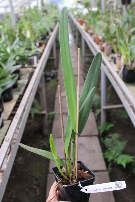 Laelia purpurata 'Three Lip'.jpg