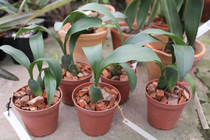 Rossioglossum 'Rawdon Jester'.jpg