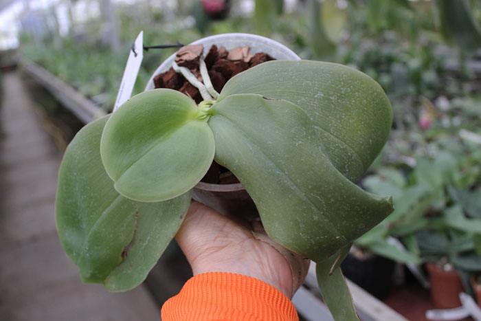 Phalaenopsis bellina 'Ponkan'.jpg