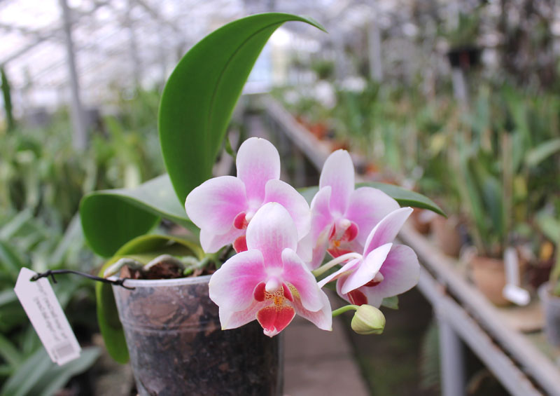 Phalaenopsis Yaphon Glad Canary (Yaphon Tris x Yungho Gelb Canary).jpg