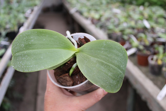 Mituo King 'Big Pink'.jpg