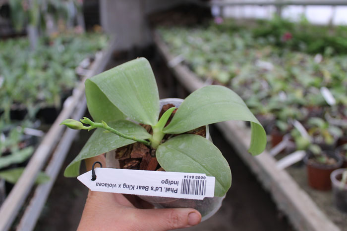 Phalaenopsis Ld's Bear King x violacea indigo.jpg