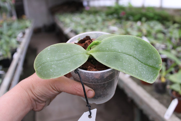 Phalaenopsis Ld's Bear King 'Ben Belton'.jpg