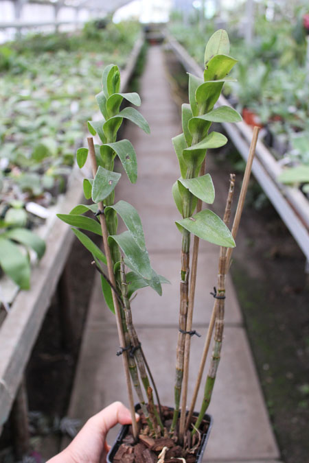 Dendrobium dearei.jpg