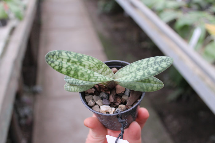 Paphiopedilum delenatii.jpg