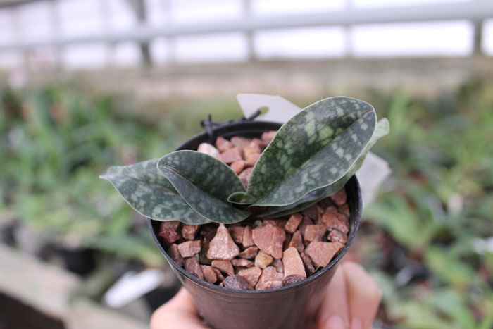 Paphiopedilum vietnamense.jpg