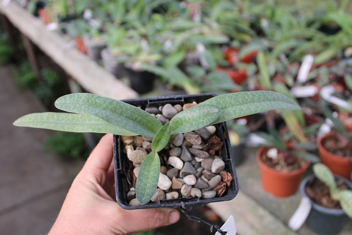 Paphiopedilum S Gratrix x anitum.jpg