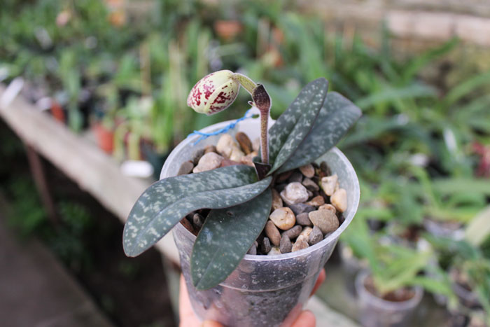 Paphiopedilum godefroyae.jpg