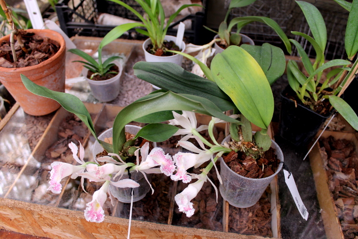 Trichopilia suavis2.JPG