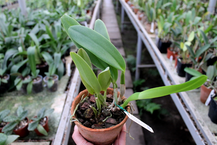 Cattleya labiata sem alba 'Marina' x Cattleya labiata semi alba sanguinea 'A. Paccione'.JPG