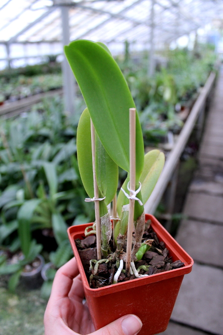 Cattleya labiata semi alba 'Marina' x Cattleya labiata semi alba perola 'Vila Velha'.JPG