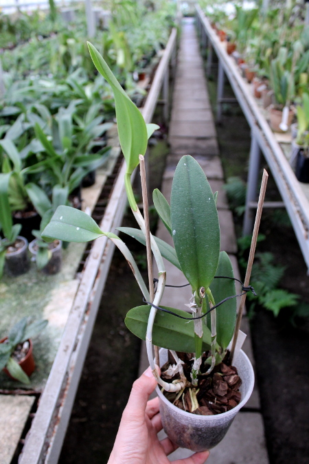 (Brassavola digbyana x Rhyncholaeliocattleya Kuwale Gem) 'ORCHIS'.JPG