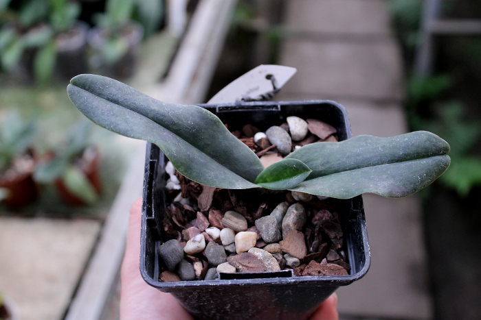 Paphiopedilum emersonii '#1' x Paphiopedilum vietnamense '#5'.JPG