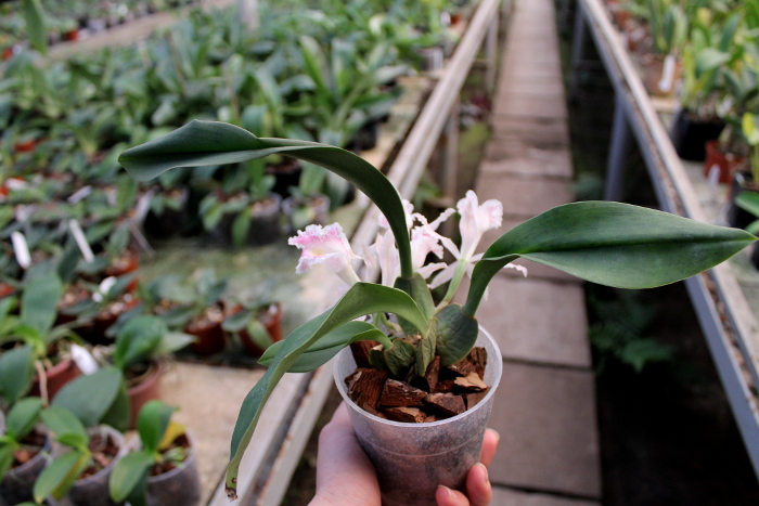 Trichopilia suavis2.JPG