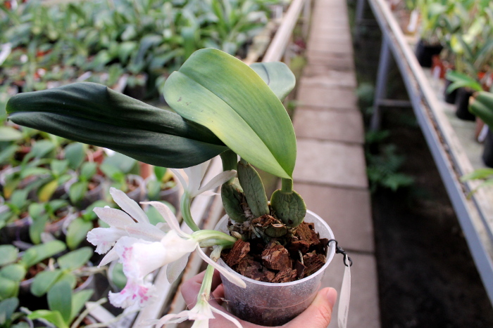 Trichopilia suavis.JPG