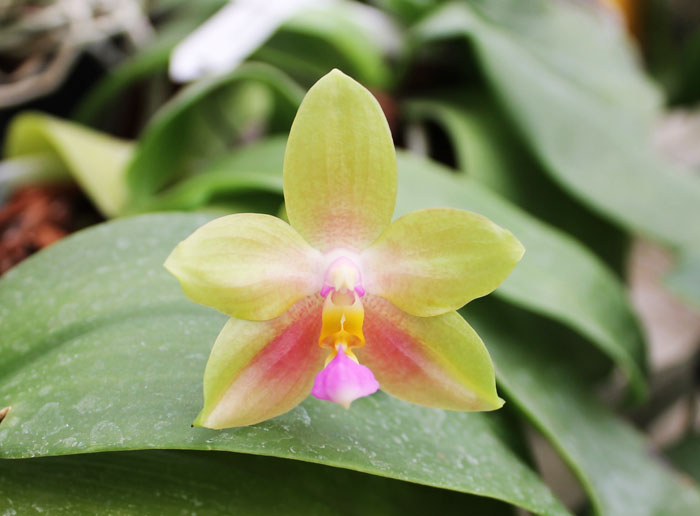 Phalaenopsis Buena Jewel x Phalaenopsis Penang Girl.jpg