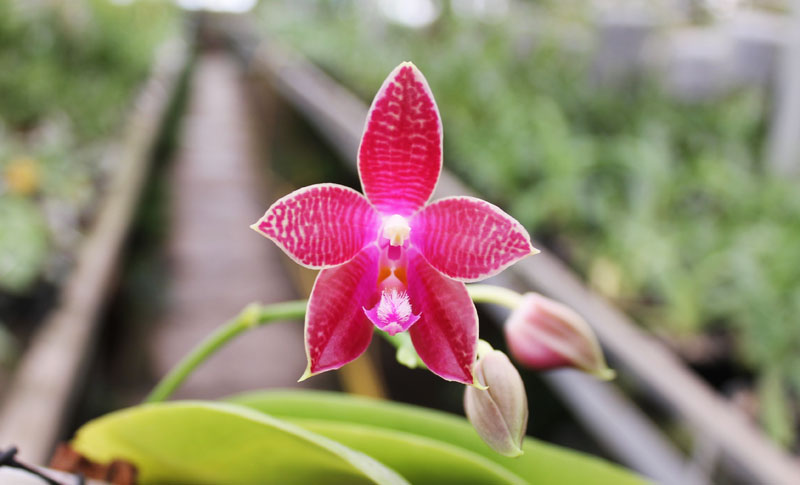 Phalaenopsis Coral Isles x Phalaenopsis corningiana.jpg