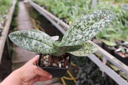 paph Maudiae vinicolor.jpg