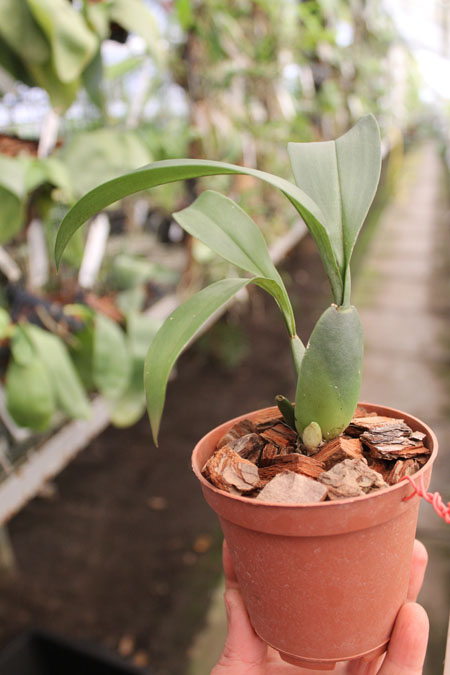 Rossioglossum 'Rawdon Jester' (Rossioglossum grande x Rossoiglossum williamsianum).jpg