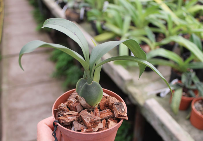 Rossioglossum 'Rawdon Jester'.jpg