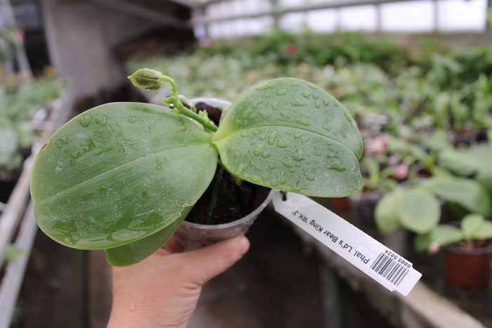 Phalaenopsis Ld's Bear King 'RK-3'.jpg