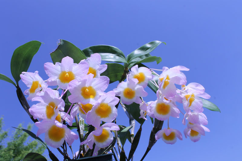 Dendrobium farmeri.jpg