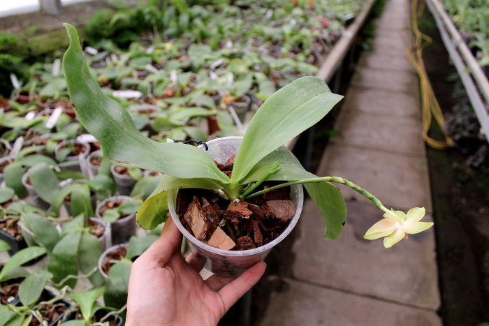 Phalaenopsis Buena Jewel x Phalaenopsis Penang Girl.JPG