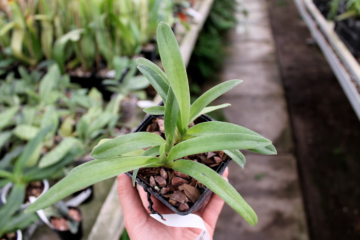 Paphiopedilum hirsutissimum.JPG