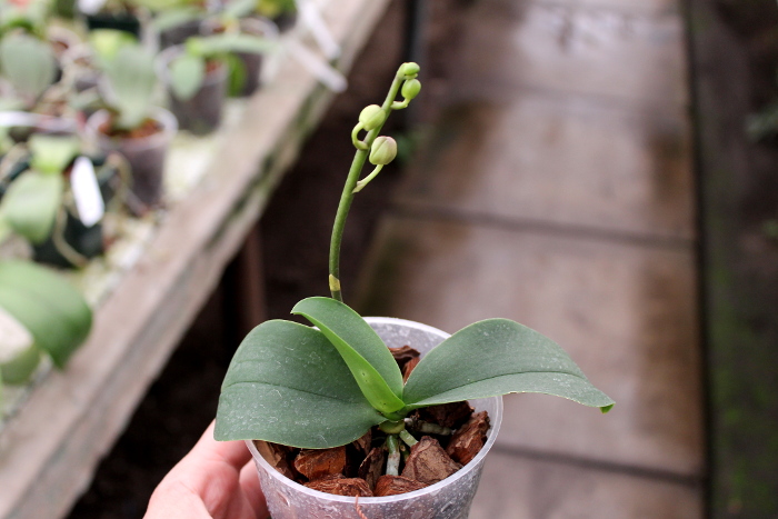 Doritaenopsis Jia Ho Cherry x Phalaenopsis lobbii.JPG
