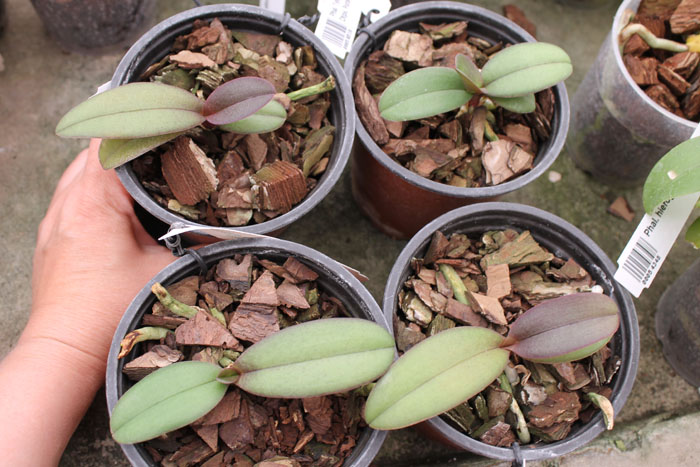 Doritaenopsis Lius Sakura.jpg