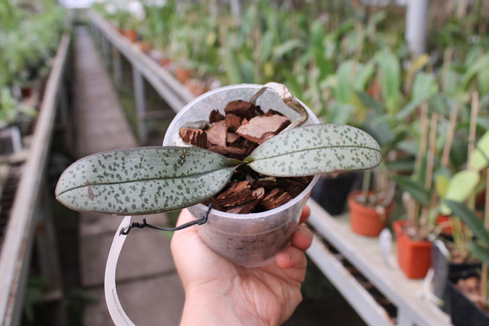 Phalaenopsis schilleriana.jpg