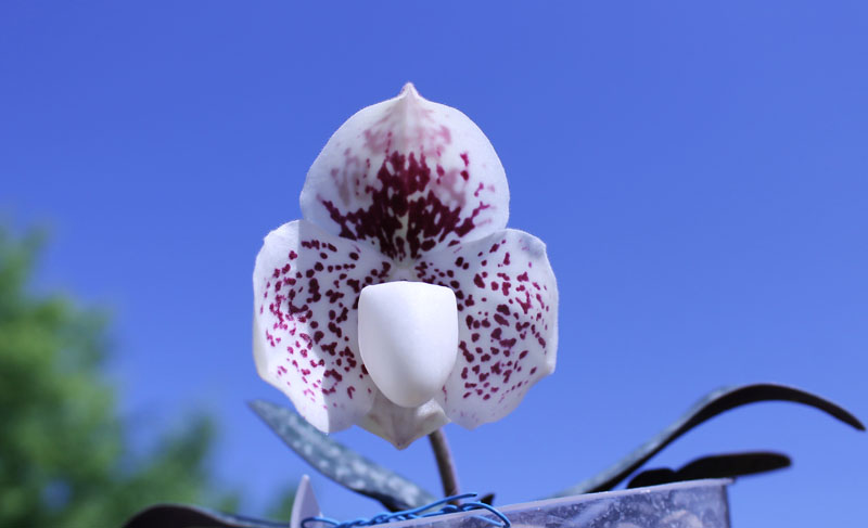 Paphiopedilum godefroyae.jpg