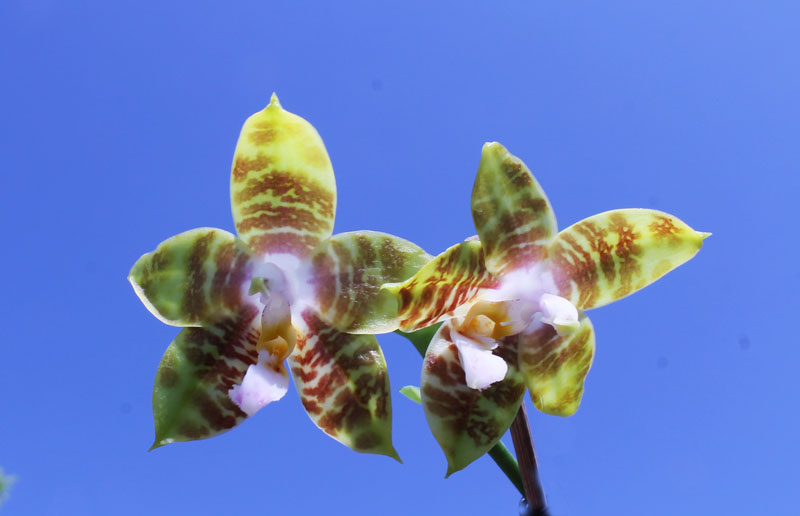Phalaenopsis amboinensis x Phalaenopsis Penang Girl.jpg