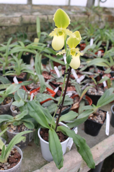paph primulinum alba.jpg