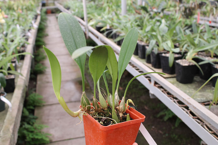 Bulbophyllum dearei.jpg