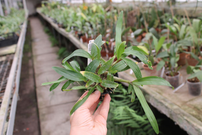 Dendrobium Hibiki (laevifolium x bracteosum).jpg