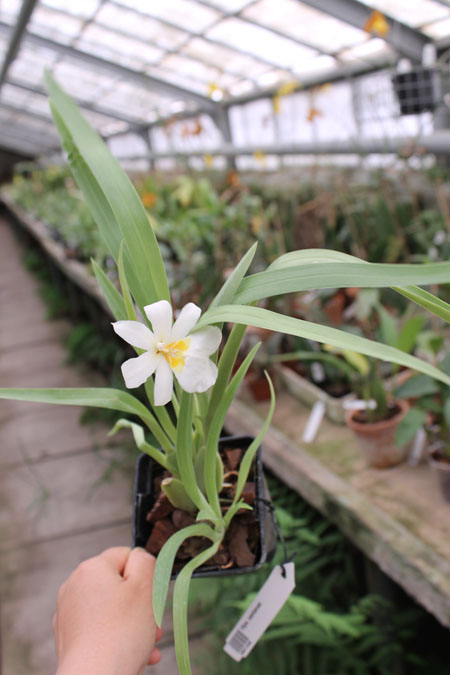 Miltoniopsis santanae.jpg