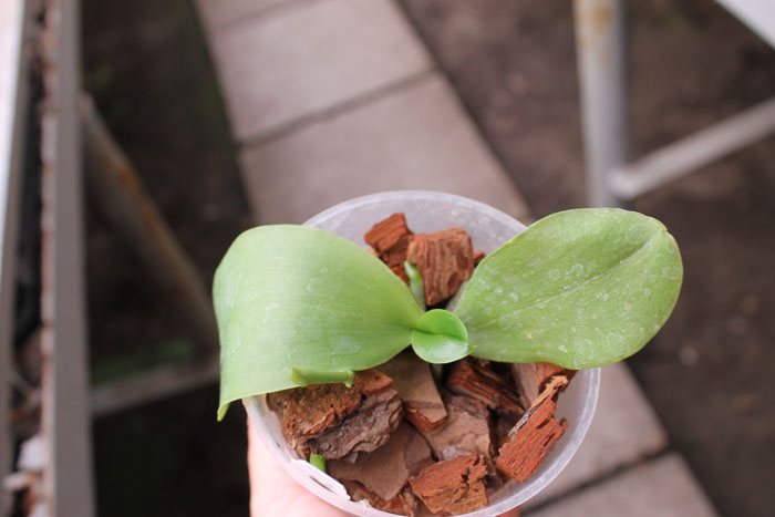 Phalaenopsis Yaphon Goodboy x Ld's Bear Queen.jpg