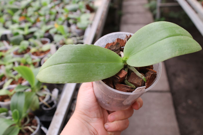 Phalaenopsis Yaphon Red Jewel x Ld's Bear Queen.jpg