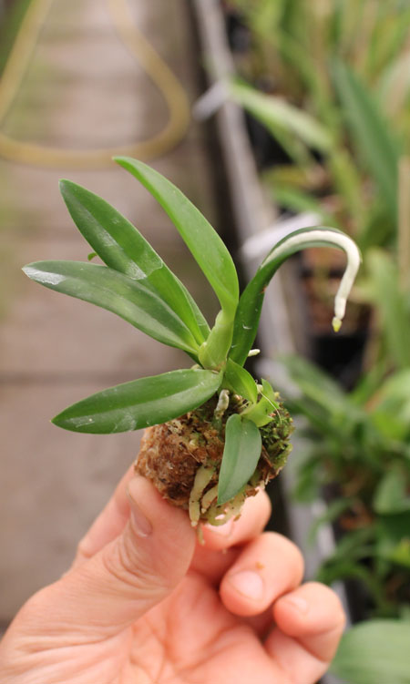 Laelia alaori x sincorana.jpg