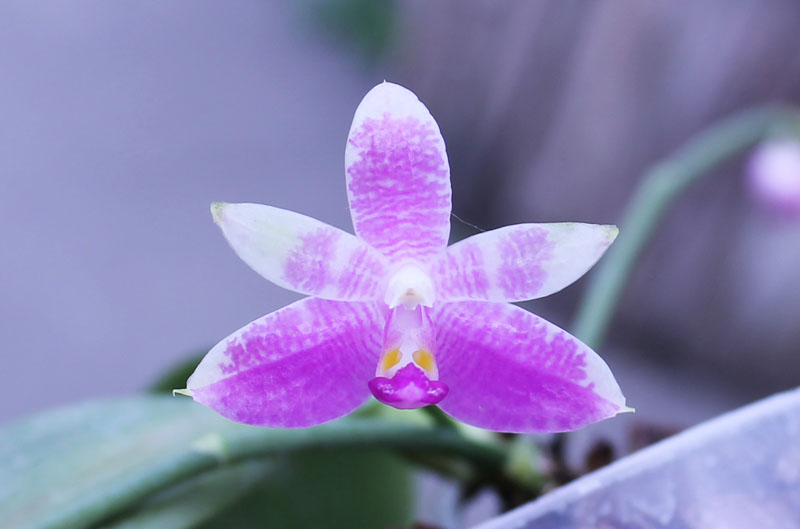 Phalaenopsis Yaphon Lobispis 'Circle'.jpg