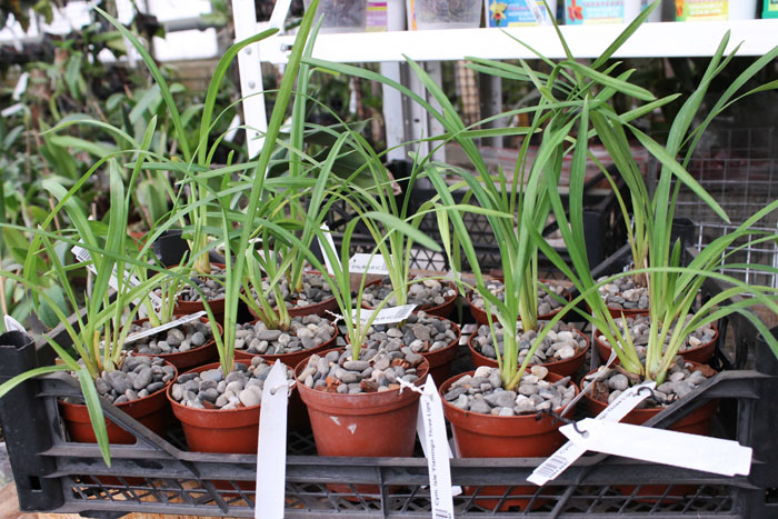 Cymbidium Isle 'Flamingo Three Lips'.jpg