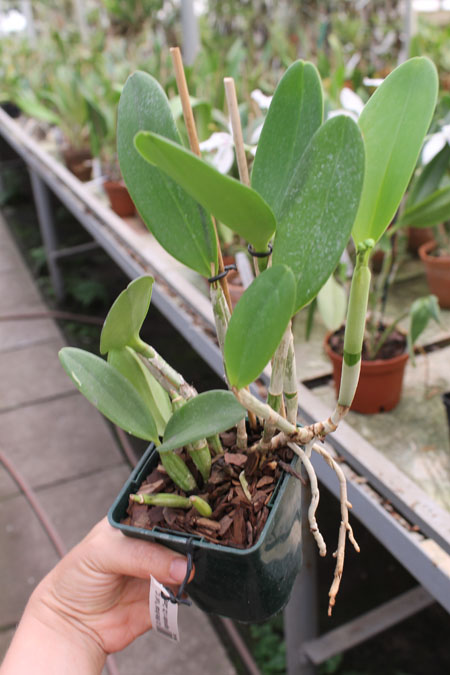 Cattlianthe White Bridal 'Yuki'.jpg