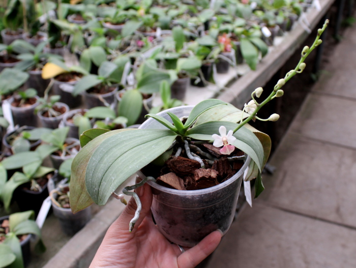 Phalaenopsis Anna-Larati Soekardi x chibae.JPG