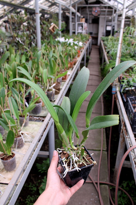 Brassolaeliocattleya Haw Yuan Beauty 'Hong' x Brassavola digbyana 'Uncle Pig'.JPG