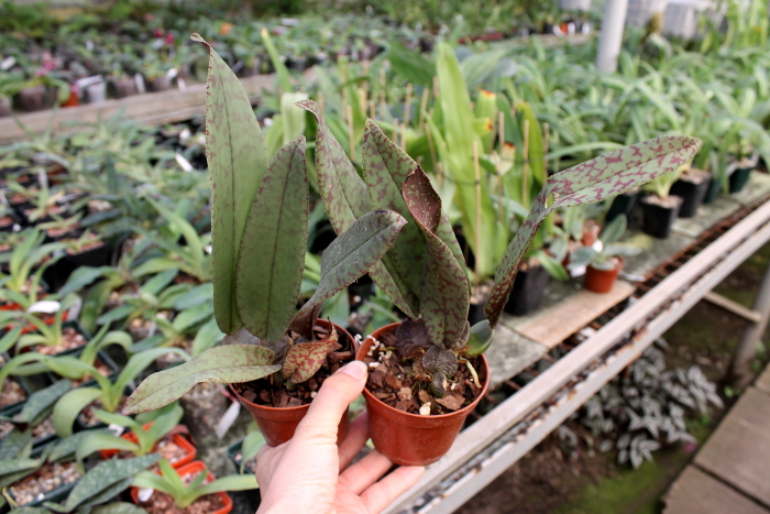 Psychopsis Mendenhall 'Hildos'3.JPG