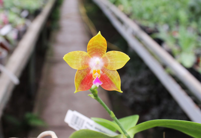 Phalaenopsis amboinensis x Phalaenopsis Penang Girl.jpg