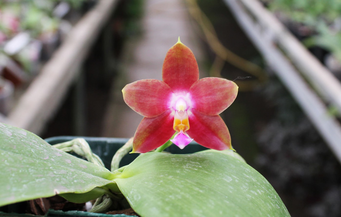Phalaenopsis Penang Girl.jpg