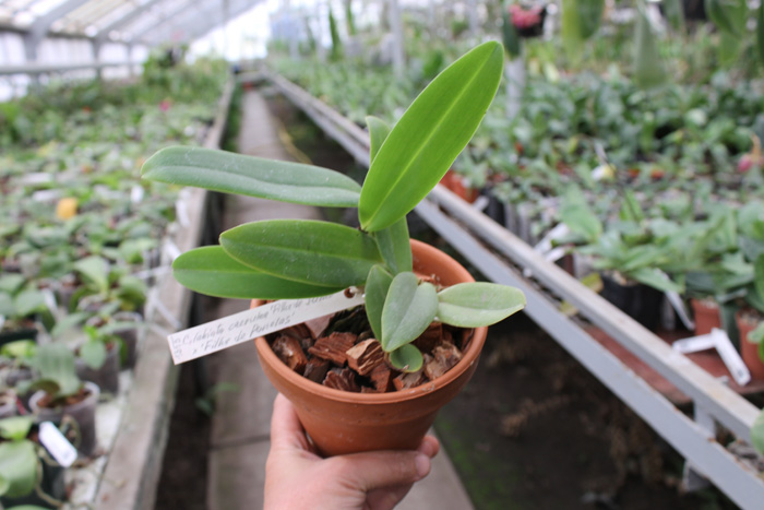 Cattleya labiata coerulea 'Filha de Junior' x Cattleya labiata coerulea 'Filha de Panelas'.jpg
